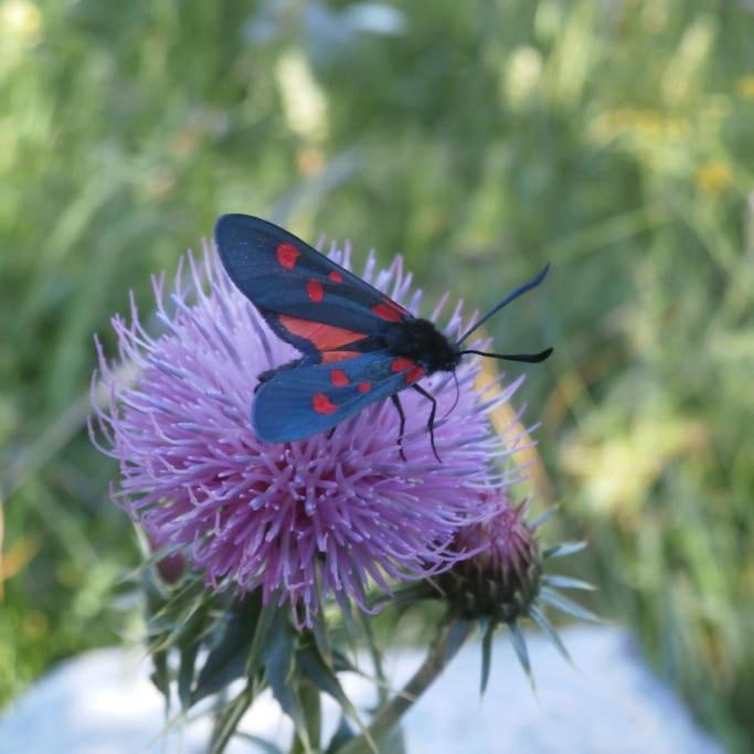 Studio Au Coeur De Valberg A Proximite Des Pistes Εξωτερικό φωτογραφία